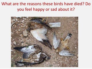 What are the reasons these birds have died? Do
you feel happy or sad about it?
 