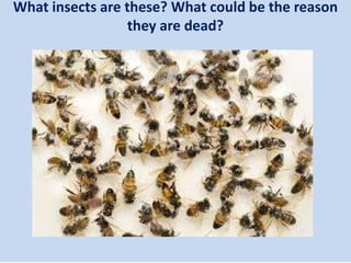 What insects are these? What could be the reason
they are dead?
 