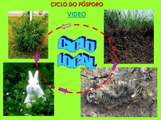 CICLO DO FÓSFORO
     VIDEO
 