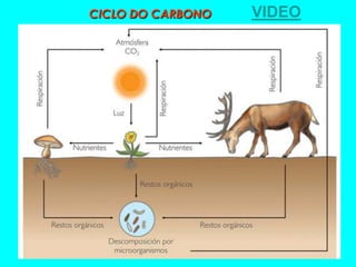 CICLO DO CARBONO   VIDEO
 