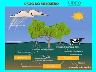CICLO DO NITROXENO   VIDEO
 