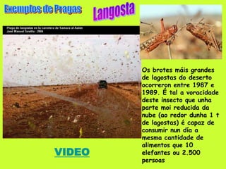 Os brotes máis grandes
        de lagostas do deserto
        ocorreron entre 1987 e
        1989. É tal a voracidade
        deste insecto que unha
        parte moi reducida da
        nube (ao redor dunha 1 t
        de lagostas) é capaz de
        consumir nun día a
        mesma cantidade de
        alimentos que 10
VIDEO   elefantes ou 2.500
        persoas
 