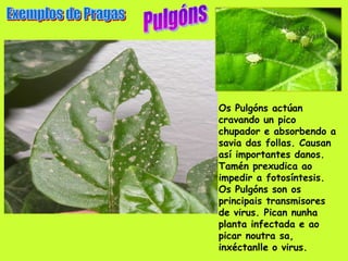 Os Pulgóns actúan
cravando un pico
chupador e absorbendo a
savia das follas. Causan
así importantes danos.
Tamén prexudica ao
impedir a fotosíntesis.
Os Pulgóns son os
principais transmisores
de virus. Pican nunha
planta infectada e ao
picar noutra sa,
inxéctanlle o virus.
 