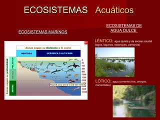 ECOSISTEMASECOSISTEMAS AcuáticosAcuáticos
ECOSISTEMAS MARINOSECOSISTEMAS MARINOS
ECOSISTEMAS DE
AGUA DULCE
LÓTICO: agua corriente (rios, arroyos,
manantiales)
LÉNTICO: agua quieta y de escaso caudal
(lagos, lagunas, estanques, pantanos)
 