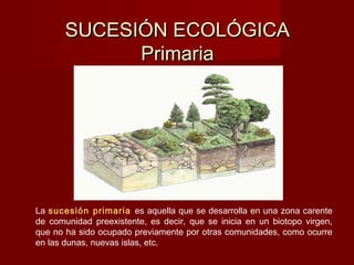 SUCESIÓN ECOLÓGICASUCESIÓN ECOLÓGICA
PrimariaPrimaria
La sucesión primaria es aquella que se desarrolla en una zona carente
de comunidad preexistente, es decir, que se inicia en un biotopo virgen,
que no ha sido ocupado previamente por otras comunidades, como ocurre
en las dunas, nuevas islas, etc.
 