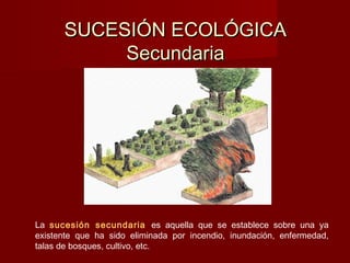 SUCESIÓN ECOLÓGICASUCESIÓN ECOLÓGICA
SecundariaSecundaria
La sucesión secundaria es aquella que se establece sobre una ya
existente que ha sido eliminada por incendio, inundación, enfermedad,
talas de bosques, cultivo, etc.
 