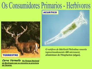 ACUÁTICO




                                             O rotífero de Bdelloid Philodina roseola
                                             (aproximadamente 400 micrones);
TERRESTRE                                    aliméntase de Fitoplacton (algas).

Cervo Vermello        No Parque Nacional
de Monfragüe que se encontra na provincia
de Cáceres.
 