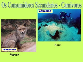 ACUÁTICO




                        Raia
TERRESTRE

    Raposo
 