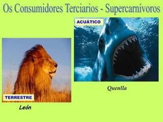 ACUÁTICO




                       Quenlla
TERRESTRE

    León
 