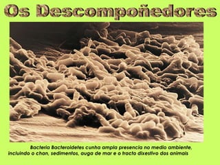 Bacteria Bacteroidetes cunha ampla presencia no medio ambiente,
incluindo o chan, sedimentos, auga de mar e o tracto dixestivo dos animais
 