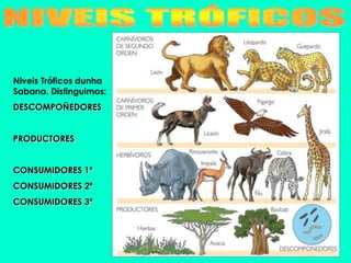 Niveis Tróficos dunha
Sabana. Distinguimos:
DESCOMPOÑEDORES


PRODUCTORES


CONSUMIDORES 1º
CONSUMIDORES 2º
CONSUMIDORES 3º
 