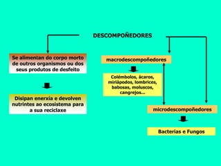 DESCOMPOÑEDORES


Se alimentan do corpo morto       macrodescompoñedores
de outros organismos ou dos
 seus produtos de desfeito
                                   Colémbolos, ácaros,
                                  miriápodos, lombrices,
                                   babosas, moluscos,
                                       cangrejos...
 Disipan enerxía e devolven
nutrintes ao ecosistema para
       a sua reciclaxe                                microdescompoñedores



                                                           Bacterias e Fungos
 
