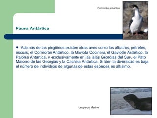 Fauna Antártica <ul><li>Además de las pingüinos existen otras aves como los  albatros, petreles,  escúas, el Cormorán Antá...