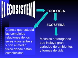 EL ECOSISTEMA ECOLOGÍA ECOSFERA Mosaico heterogéneo que incluye gran variedad de ambientes y formas de vida Ciencia que estudia las complejas relaciones de los seres vivos entre sí y con el medio físico donde están establecidos 