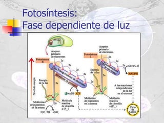 Fotosíntesis:  Fase dependiente de luz 