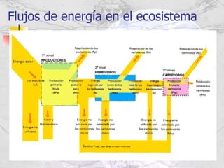 Flujos de energía en el ecosistema 