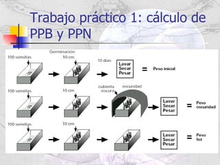 Trabajo práctico 1: cálculo de PPB y PPN 