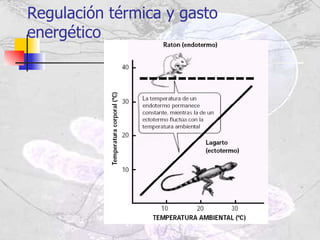 Regulación térmica y gasto energético 