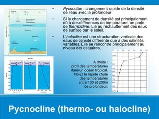 Pycnocline (thermo- ou halocline) Pycnocline  : changement rapide de la densité de l’eau avec la profondeur Si le changement de densité est principalement dû à des différences de température, on parle de  thermocline . Lié au réchauffement des eaux de surface par le soleil. L’ halocline  est une structuration verticale des eaux de densité différente due à des salinités variables. Elle se rencontre principalement au niveau des estuaires. A droite : profil des températures dans un océan tropical. Notez la rapide chute des températures entre 100 et 200m de profondeur. 