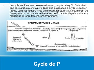 Cycle de P Le cycle de P en eau de mer est assez simple puisqu’il n’intervient pas de manière significative dans des processus d’oxydo-réduction (donc, dans les réactions de chimiosynthèse). Il s’agit seulement de l’incorporation et puis de la libération de P dans et depuis la matière organique le long des chaînes trophiques. 