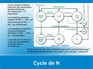 Cycle de N Cycle complexe faisant intervenir les autotrophes photosynthétiques (N inorganique -> N organique). Les bactéries aérobies oxydent N (NH 3  -> NO 2 -  par  Nitrosomonas  et NO 2 -  -> NO 3 -  par  Nitrobacter ). Les bactéries anaérobies chimiosynthétiques réduisent N (NO 3 -  -> NO 2 -  -> N 2 ) : dénitrification. Cycle clé pour la mise en route des écosystèmes artificiels (nous y reviendrons). Schéma tiré de http://www.globalchange.umich.edu/globalchange1/ current/lectures/kling/water_nitro/water_and_nitrogen_cycles.htm 