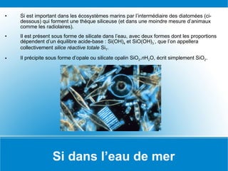 Si dans l’eau de mer Si est important dans les écosystèmes marins par l’intermédiaire des diatomées (ci-dessous) qui forment une thèque siliceuse (et dans une moindre mesure d’animaux comme les radiolaires). Il est présent sous forme de silicate dans l’eau, avec deux formes dont les proportions dépendent d’un équilibre acide-base : Si(OH) 4  et SiO(OH) 3 - , que l’on appellera collectivement  silice réactive totale  Si T . Il précipite sous forme d’opale ou silicate opalin SiO 2 . n H 2 O, écrit simplement SiO 2 . 