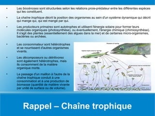 Rappel – Chaîne trophique Les  biocénoses  sont structurées selon les relations proie-prédateur entre les différentes espèces qui les constituent.  La  chaîne trophique  décrit la position des organismes au sein d'un système dynamique qui décrit qui mange qui, qui est mangé par qui. Les  producteurs primaires  sont autotrophes et utilisent l'énergie solaire pour former leurs molécules organiques (photosynthèse), ou éventuellement, l'énergie chimique (chimiosynthèse). Il s'agit des plantes (essentiellement des algues dans la mer) et de certaines micro-organismes, bactéries ou archées. Les  consommateur  sont hétérotrophes et se nourrissent d'autres organismes vivants. Les  décomposeurs  ou  détritivores  sont également hétérotrophes, mais ils consomment de la matière organique morte. Le passage d'un maillon à l'autre de la chaîne trophique conduit à une consommation et à une production de  biomasse  (quantité de matière vivante par unité de surface ou de volume). 