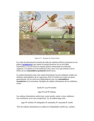 Figura 4-3 > Ejemplo de cadena trófica

Las redes de alimentación (reunión de todas las cadenas tróficas) comienzan en las
plantas (productores) que captan la energía luminosa con su actividad
fotosintética y la convierten en energía química almacenada en moléculas
orgánicas. Las plantas son devoradas por otros seres vivos que forman el nivel
trófico de los consumidores primarios (herbívoros).

La cadena alimentaria más corta estaría formada por los dos eslabones citados (ej.:
elefantes alimentándose de la vegetación). Pero los herbívoros suelen ser presa,
generalmente, de los carnívoros (depredadores) que son consumidores
secundarios en el ecosistema. Ejemplos de cadenas alimentarias de tres eslabones
serían:

                            hierba  vaca  hombre

                             algas  krill  ballena.

Las cadenas alimentarias suelen tener, como mucho, cuatro o cinco eslabones -
seis constituyen ya un caso excepcional-. Ej. de cadena larga sería:

      algas  rotíferos  tardigrados  nemátodos  musaraña  autillo

Pero las cadenas alimentarias no acaban en el depredador cumbre (ej.: autillo),
 