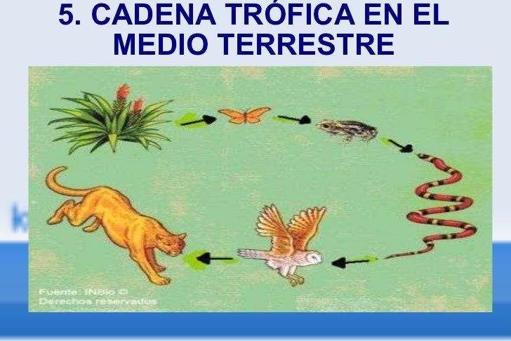 cadenas troficas ejemplos terrestre ecosistema cadenas troficas ejemplos terrestre ecosistema