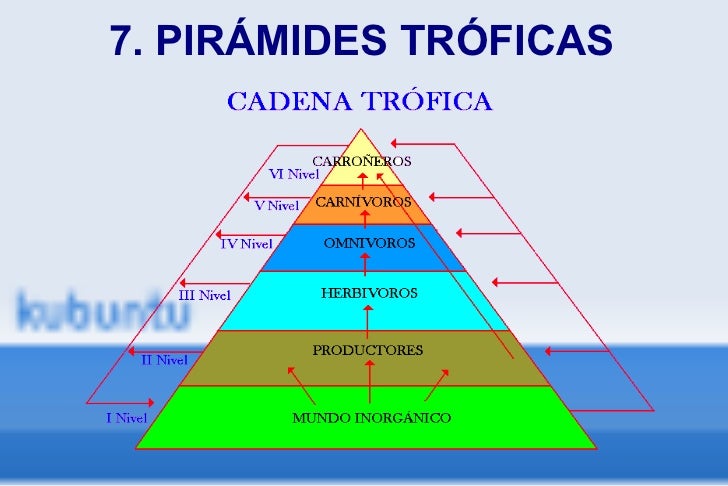 cadenas troficas monografias ecosistema cadenas troficas monografias ecosistema