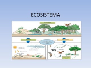 ECOSISTEMA