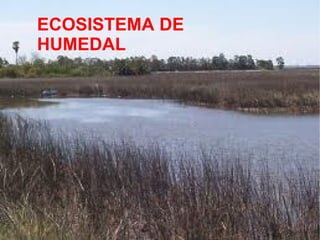 ECOSISTEMA DE
HUMEDAL
 