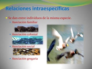  Se dan entre individuos de la misma especie.
    Asociación familiar



   Asociación colonial



   Asociación social



   Asociación gregaria
 