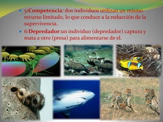   5:Competencia: dos individuos utilizan un mismo
    recurso limitado, lo que conduce a la reducción de la
    supervivencia.
   6:Depredador:un individuo (depredador) captura y
    mata a otro (presa) para alimentarse de el.
 