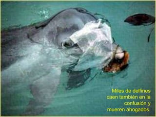 Miles de delfines
caen también en la
       confusión y
mueren ahogados.
 