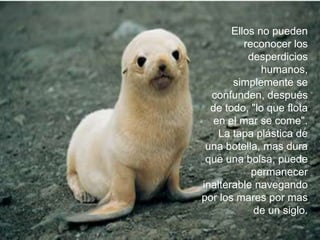 Ellos no pueden
          reconocer los
           desperdicios
              humanos,
       simplemente se
  confunden, después
  de todo, "lo que flota
   en el mar se come".
    La tapa plástica de
 una botella, mas dura
 que una bolsa, puede
            permanecer
inalterable navegando
por los mares por mas
            de un siglo.
 