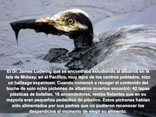 El Dr. James Ludwing que se encontraba estudiando al albatros en la
Isla de Midway, en el Pacifico, muy lejos de los centros poblados, hizo
 un hallazgo espantoso. Cuando comenzó a recoger el contenido del
buche de solo ocho pichones de albatros muertos encontró: 42 tapas
  plásticas de botellas, 18 encendedores, restos flotantes que en su
mayoría eran pequeños pedacitos de plástico. Estos pichones habían
    sido alimentados por sus padres que no pudieron reconocer los
             desperdicios al momento de elegir su alimento.
 