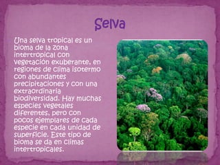  Una selva tropical es un
  bioma de la zona
  intertropical con
  vegetación exuberante, en
  regiones de clima isotermo
  con abundantes
  precipitaciones y con una
  extraordinaria
  biodiversidad. Hay muchas
  especies vegetales
  diferentes, pero con
  pocos ejemplares de cada
  especie en cada unidad de
  superficie. Este tipo de
  bioma se da en climas
  intertropicales.
 