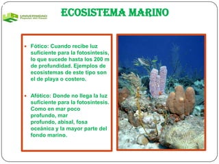 Ecosistema marino

 Fótico: Cuando recibe luz
  suficiente para la fotosíntesis,
  lo que sucede hasta los 200 m
  de profundidad. Ejemplos de
  ecosistemas de este tipo son
  el de playa o costero.


 Afótico: Donde no llega la luz
  suficiente para la fotosíntesis.
  Como en mar poco
  profundo, mar
  profundo, abisal, fosa
  oceánica y la mayor parte del
  fondo marino.
 