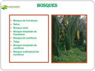 Bosques


 Bosque de frondosas
 Selva
 Bosque seco
 Bosque templado de
  frondosas
 Bosque de coníferas
 Taiga
 Bosque templado de
  coníferas
 Bosque subtropical de
  coníferas
 