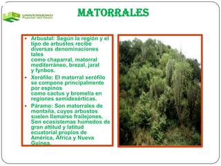 Matorrales

 Arbustal: Según la región y el
  tipo de arbustos recibe
  diversas denominaciones
  tales
  como chaparral, matorral
  mediterráneo, brezal, jaral
  y fynbos.
 Xerófilo: El matorral xerófilo
  se compone principalmente
  por espinos
  como cactus y bromelia en
  regiones semidesérticas.
 Páramo: Son matorrales de
  montaña, cuyos arbustos
  suelen llamarse frailejones.
  Son ecosistemas húmedos de
  gran altitud y latitud
  ecuatorial propios de
  América, África y Nueva
  Guinea.
 