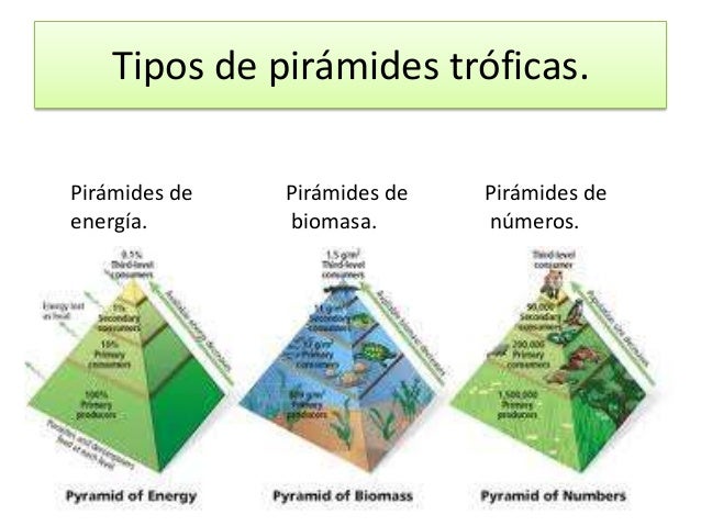 Resultado de imagen para clases de piramides alimenticias
