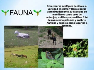 FAUNA
Esta reserva ecológica debido a su
variedad en clima y flora alberga
aproximadamente 20 especies de
mamíferos como osos de
anteojos, ardillas y armadillos. 214
de aves como palomas y colibrís.
Anfibios y reptiles como lagartos e
iguanas.
 