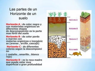 Horizonte A : de color negro y
con materiales orgánicos en
diferentes etapas
de descomposición es la parte
mas fértil del suelo
Horizonte B : de color pardo
o marrón con
materias orgánicas e inorgánic
as (arenas , arcilla ,cascajo)
Horizonte C : de diferentes
colores según la descomposici
ón
( castaño , amarillo , blanco
rojo)
Horizonte D : es la roca madre
que puede estar muy
superficial a gran profundidad
Las partes de un
Horizonte de un
suelo
 