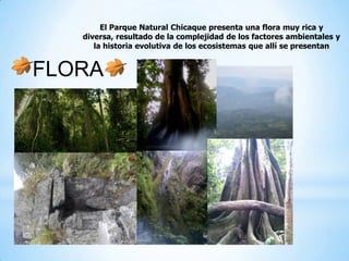 FLORA
El Parque Natural Chicaque presenta una flora muy rica y
diversa, resultado de la complejidad de los factores ambientales y
la historia evolutiva de los ecosistemas que allí se presentan
 
