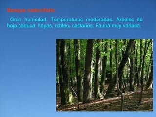 Bosque caducifolio 
Gran humedad. Temperaturas moderadas. Árboles de 
hoja caduca: hayas, robles, castaños. Fauna muy variada. 
 