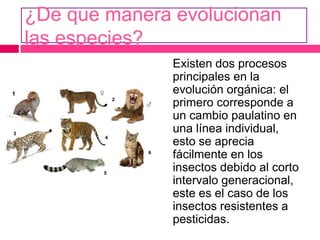 ¿De que manera evolucionan
las especies?
Existen dos procesos
principales en la
evolución orgánica: el
primero corresponde a
un cambio paulatino en
una línea individual,
esto se aprecia
fácilmente en los
insectos debido al corto
intervalo generacional,
este es el caso de los
insectos resistentes a
pesticidas.
 