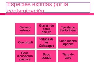 Especies extintas por la
contaminación
Canario
ostrero
Gorrión de
costa
oscura
Tijerilla de
Santa Elena
Oso grizzli
tortuga de
los
Galápagos
León marino
japonés
Rana
incubadora
gástrica
Sapo
dorado
Tigre de
Java
 