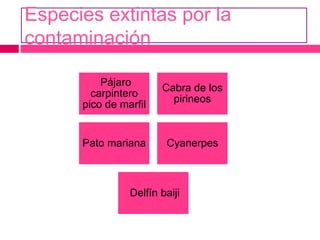 Especies extintas por la
contaminación
Pájaro
carpintero
pico de marfil
Cabra de los
pirineos
Pato mariana Cyanerpes
Delfín baiji
 