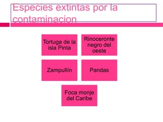 Especies extintas por la
contaminacion
Tortuga de la
isla Pinta
Rinoceronte
negro del
oeste
Zampullín Pandas
Foca monje
del Caribe
 